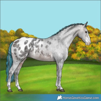 Horse Color:Painted Brown Ice Sabino Appaloosa 