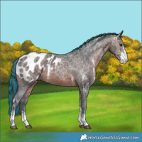 Horse Color:Painted Brown Ice Sabino Appaloosa 