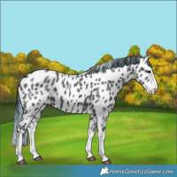 Horse Color:Painted Black Sabino Splash Leopard 