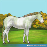 Horse Color:Painted Watercolor Brown Pearl Sabino Rabicano 