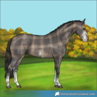 Horse Color:Plaid  Brown Dun Sabino 