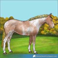 Horse Color:Painted White Spotted Brown Pearl Sabino 