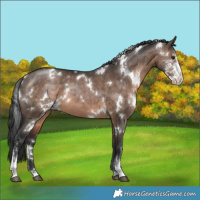 Horse Color:White Spotted Brown Dun Sabino