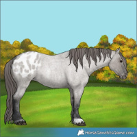 Horse Color:Grullo Roan Appaloosa 