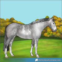 Horse Color:Gray Platinum Buckskin Sabino 