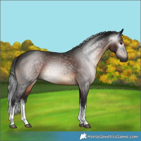 Horse Color:Gray White Spotted Brown 