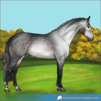 Horse Color:Gray Platinum Brown Appaloosa 