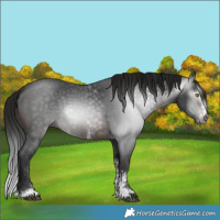 Horse Color:Gray Brown Sabino 