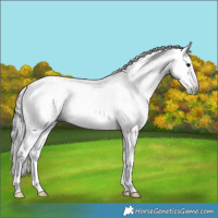 Horse Color:Gray Platinum Amber Champagne Onyx Sabino Near Leopard 