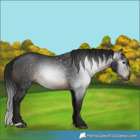 Horse Color:Gray Brown 
