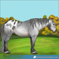 Horse Color:Gray Brown Appaloosa Rabicano 