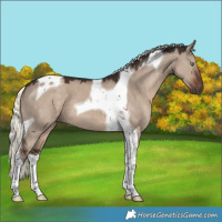 Horse Color:Liver Red Dun Mushroom Tobiano