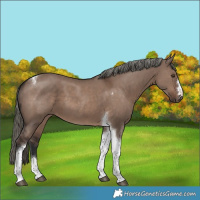 Horse Color:Liver Red Dun Mushroom Tobiano