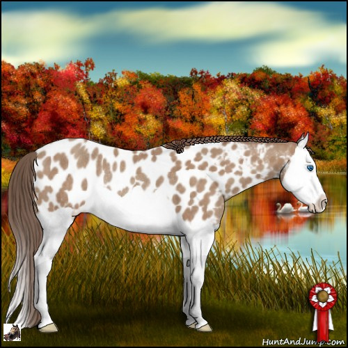 Horse Color:Classic Champagne Splash Appaloosa Rabicano