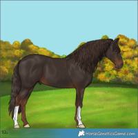 Horse Color:Liver Chestnut