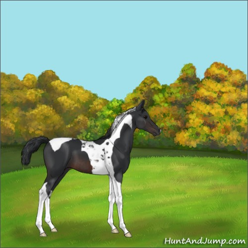 Horse Color:Brown Tobiano