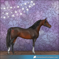 Horse Color:Bay Tobiano 