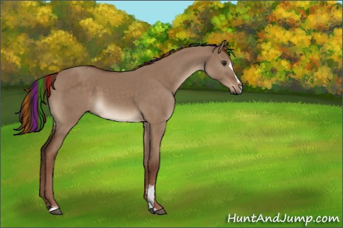 Horse Color:Painted Liver Red Dun Sabino 