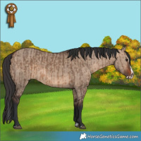Horse Color:Brown Dun  and Brown Dun Splash 