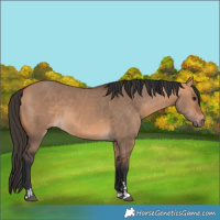 Horse Color:Bay Dun  and Bay Dun 