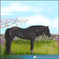 Horse Color:Black  and Smoky Black 