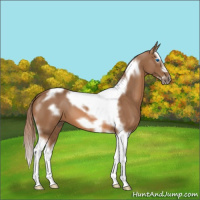 Horse Color:Chestnut Splash Tobiano Frame 