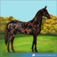 Horse Color:Void White Spotted Chestnut Appaloosa 