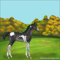 Horse Color:Black Tobiano Rabicano 