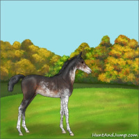 Horse Color:Brown Sabino Rabicano 