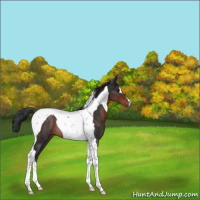 Horse Color:Brown Tobiano Rabicano 
