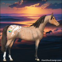 Horse Color:Bay Roan Appaloosa 