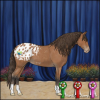 Horse Color:Bay Roan Appaloosa