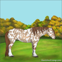 Horse Color:Red Dun Tobiano Appaloosa