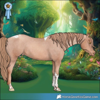 Horse Color:Gold Champagne Tobiano Appaloosa 