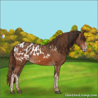 Horse Color:Bay  and Chestnut Appaloosa 