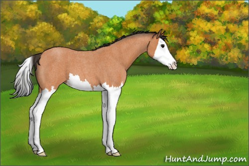 Horse Color:Bay Roan Splash 