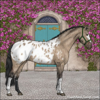 Horse Color:White Spotted Brown Dun Appaloosa Brindle 