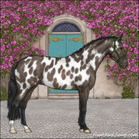 Horse Color:Brown Dun Appaloosa Brindle 