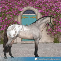 Horse Color:Brown Roan Dun Appaloosa Brindle 
