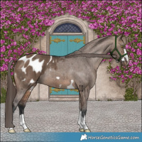 Horse Color:Brown Dun Blanket Brindle