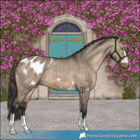 Horse Color:Brown Dun Appaloosa Brindle