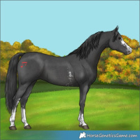 Horse Color:Black Sabino 