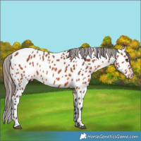 Horse Color:Bay Appaloosa 