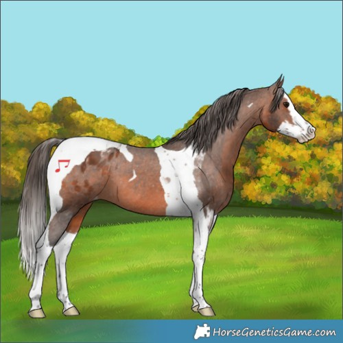 Horse Color:Brown Splash Tobiano Appaloosa 
