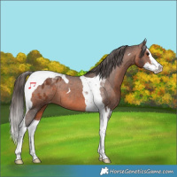 Horse Color:Brown Splash Tobiano Appaloosa 
