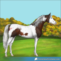 Horse Color:Silver Brown Splash Tobiano 