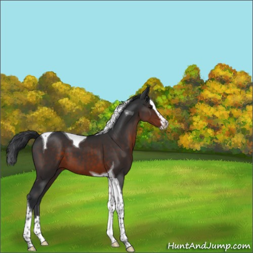 Horse Color:Brown Splash Tobiano 