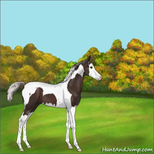 Horse Color:Silver Brown Splash Tobiano 