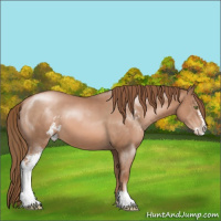 Horse Color:Liver Chestnut Pearl Sabino 