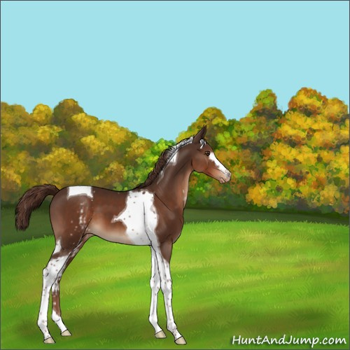Horse Color:White Spotted Liver Chestnut Tobiano Appaloosa 